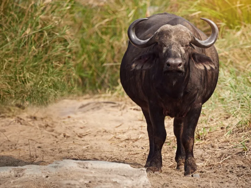 Buffalo