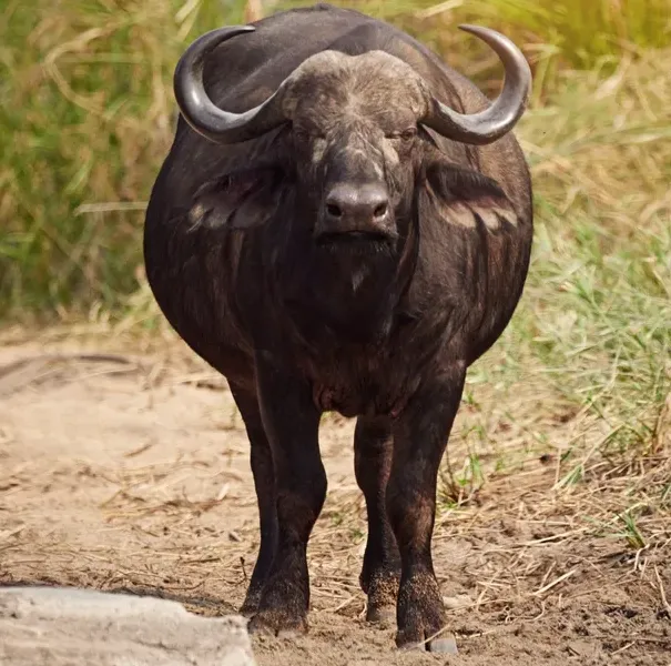Buffalo