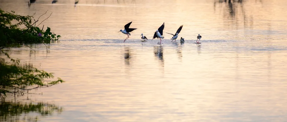 Migrant waders