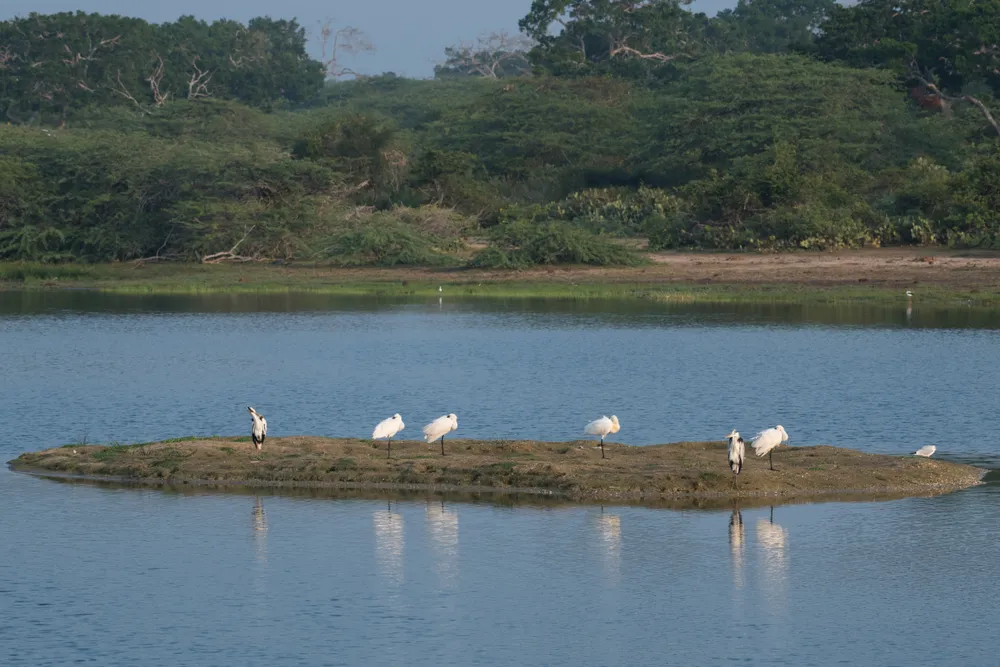 Bundala National Park — ramsar wetland.