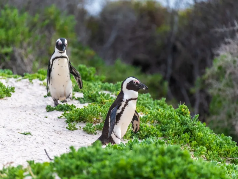 African penguin