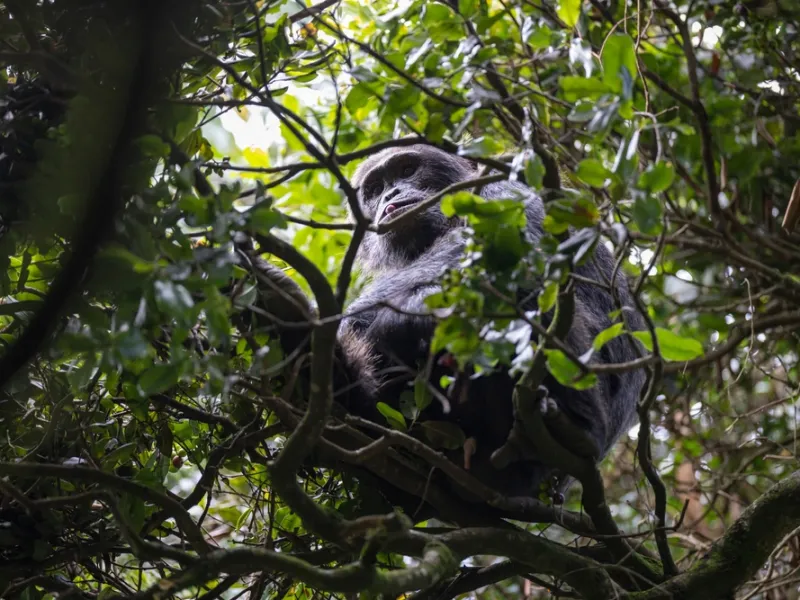 Chimpanzee