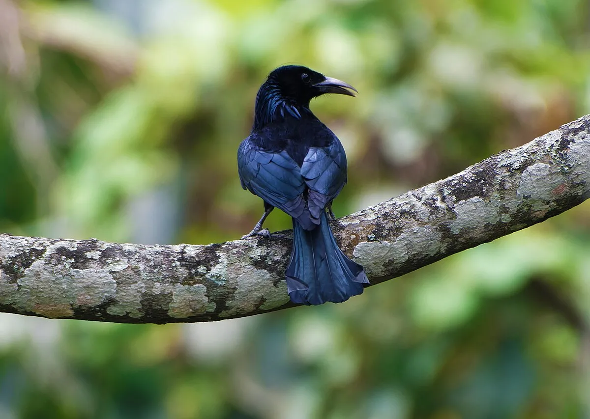 Ghats birding