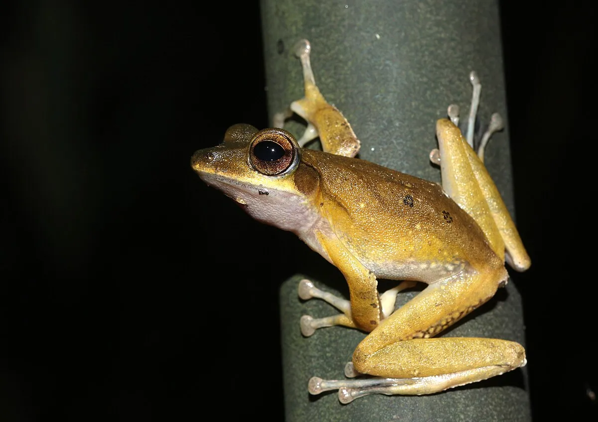 A herping night