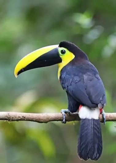 Chocó coastal birds