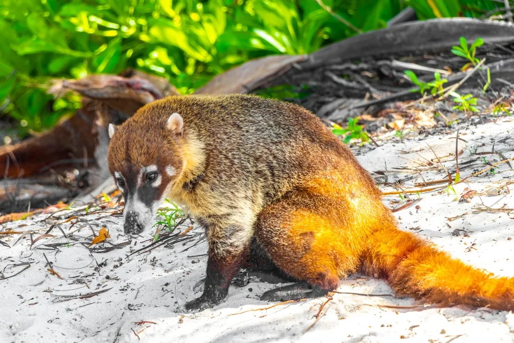 South American coati