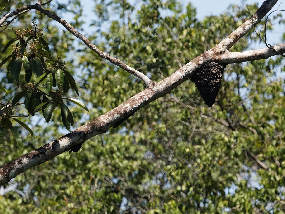 Cock-of-the-Rock Lodge — manu-road cloud forest.
