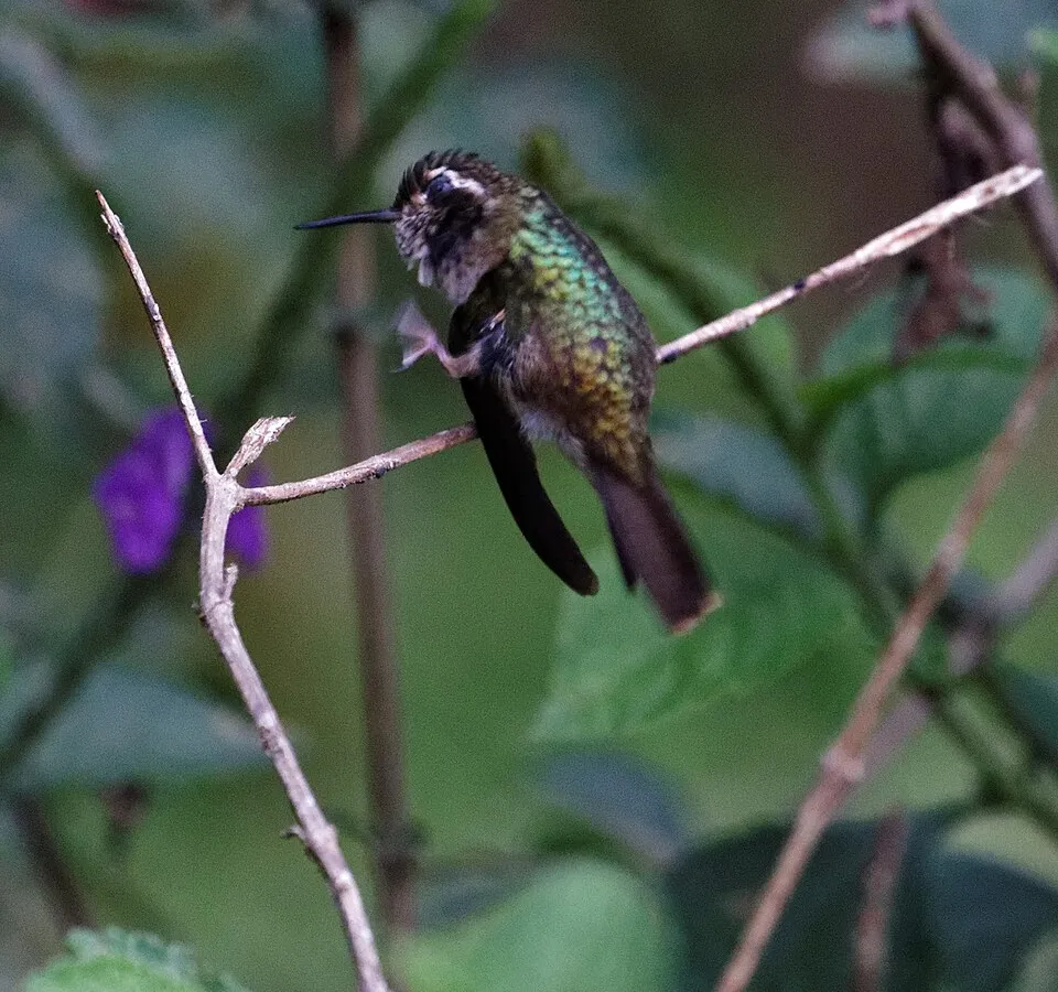 Cloud-forest birding