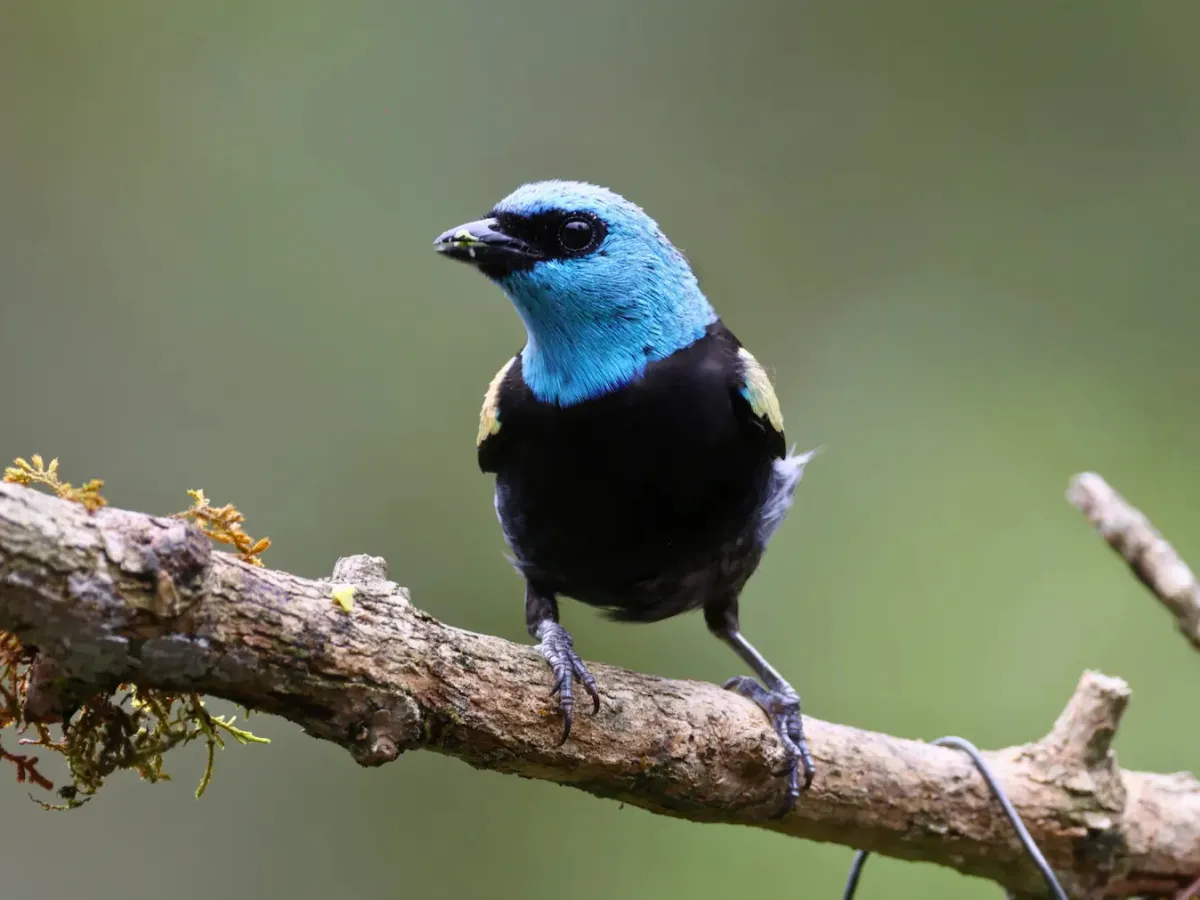 Tanager flocks