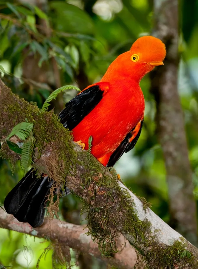Andean cock-of-the-rock