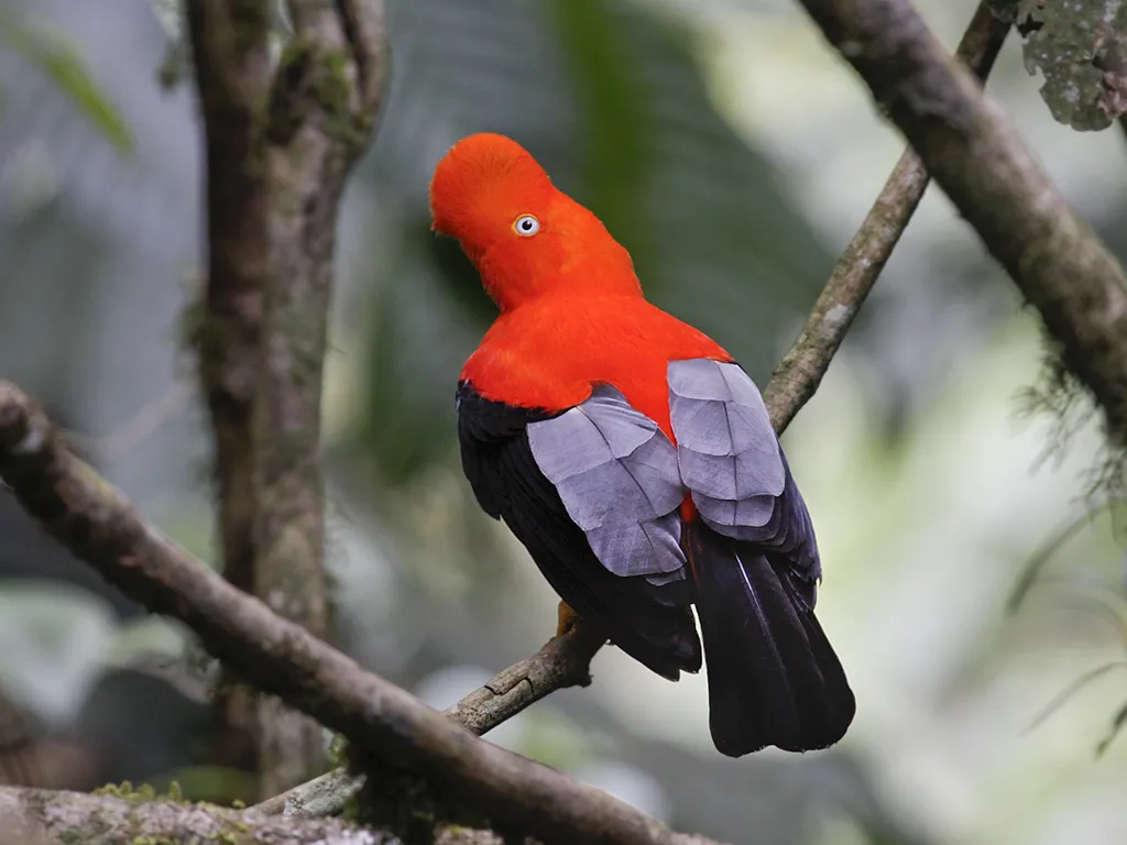 Andean cock-of-the-rock