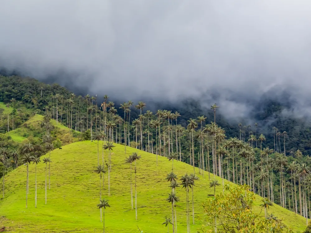 Wax palms