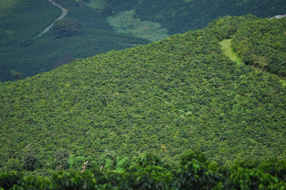 Jardín — coffee-country birding.