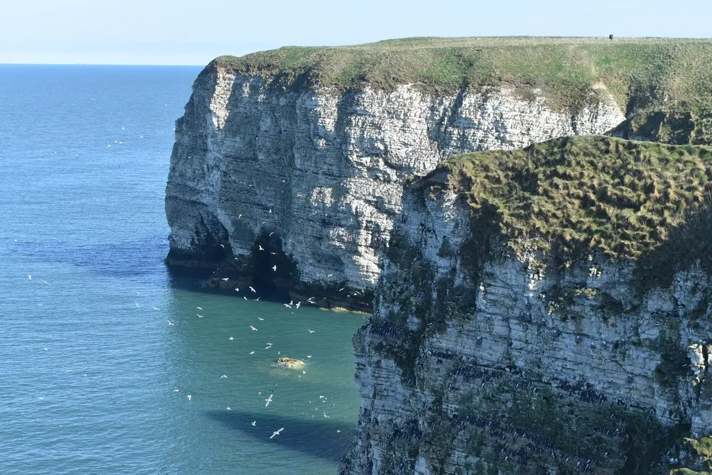 Seabird cliffs