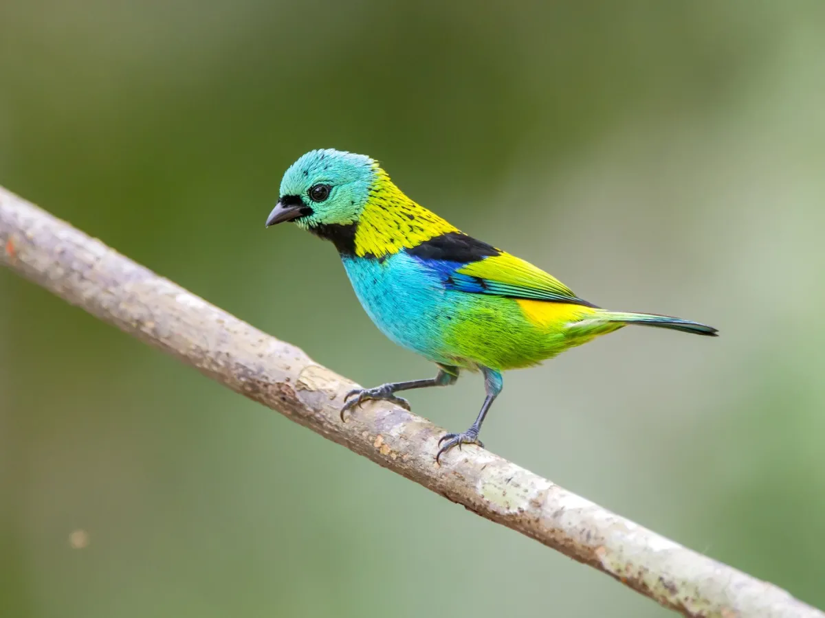 Green-headed tanager