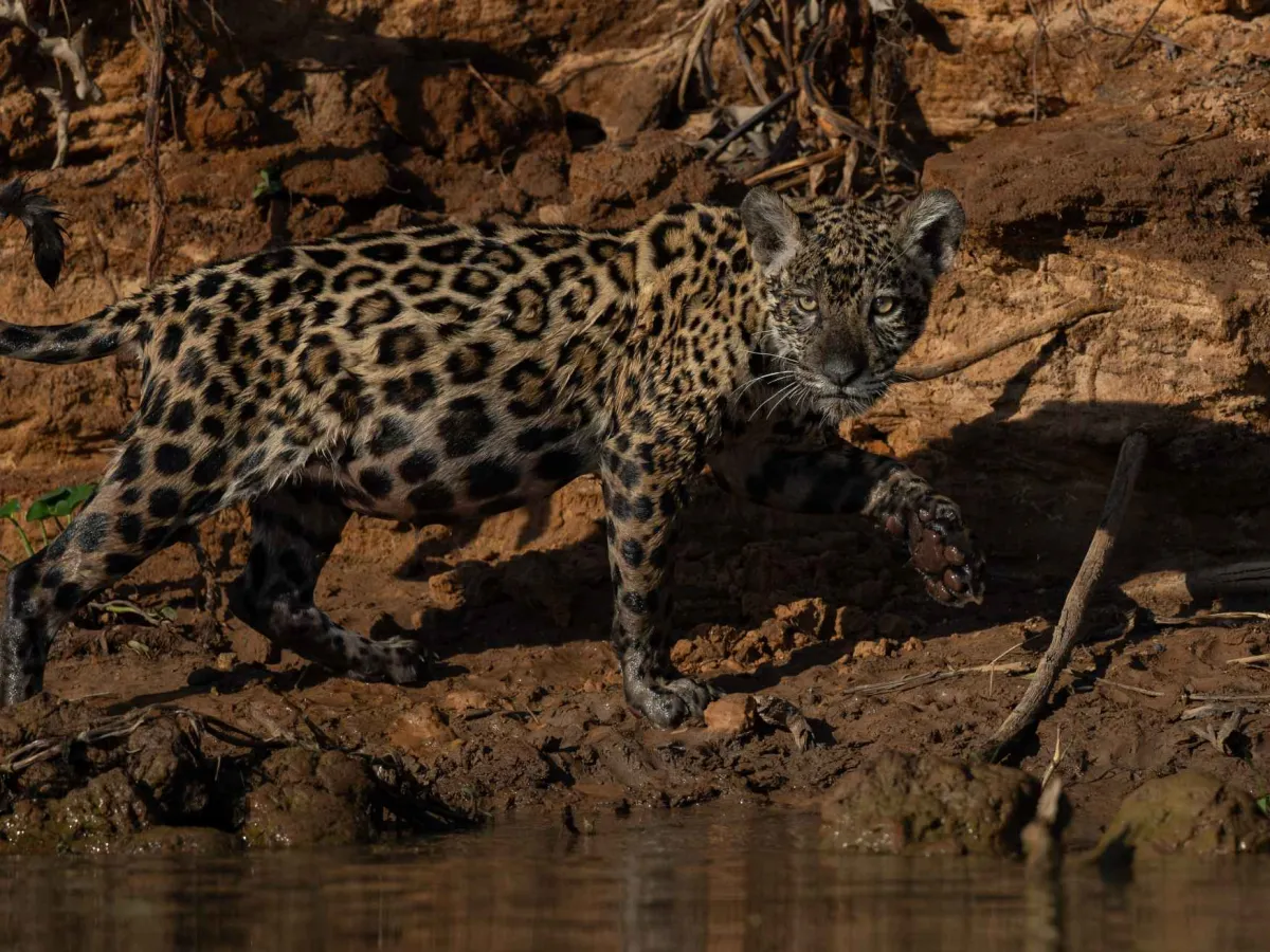 A jaguar on a Pantanal riverbank.