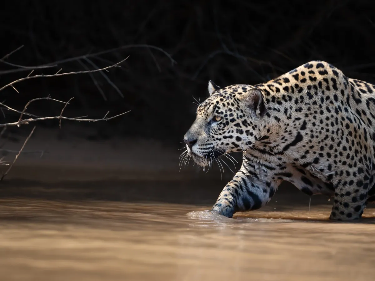 A wild jaguar on the riverbank near Porto Jofre.