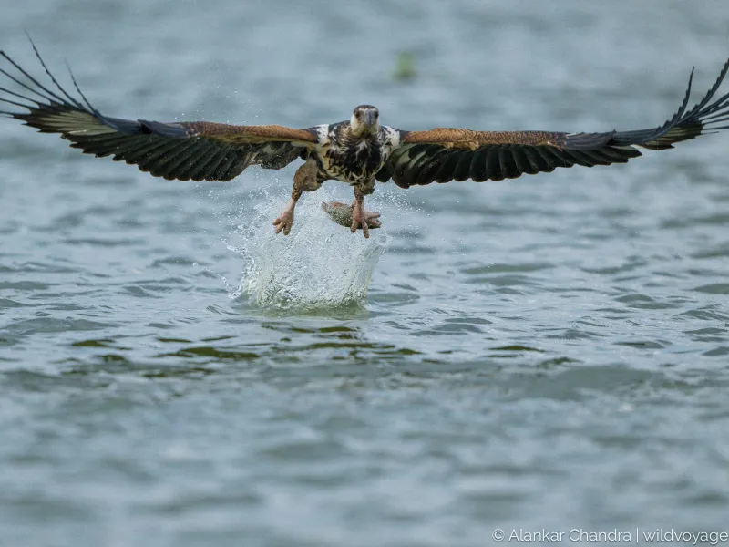 Boat to the fish eagles