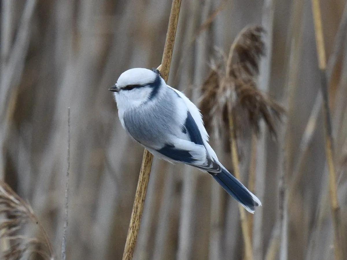 Azure tit