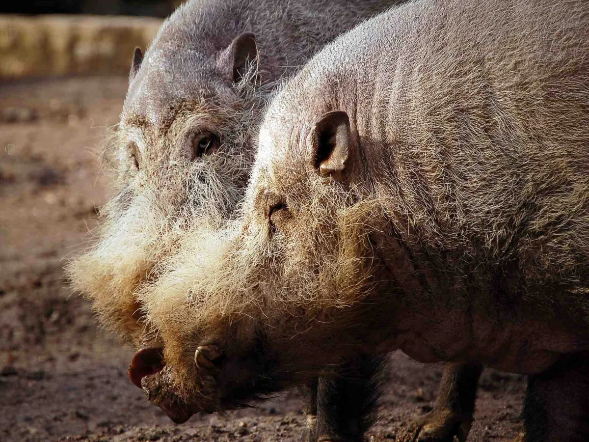 Bornean bearded pig