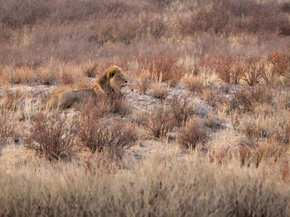 A black-maned Kalahari lion on a red dune at first light.