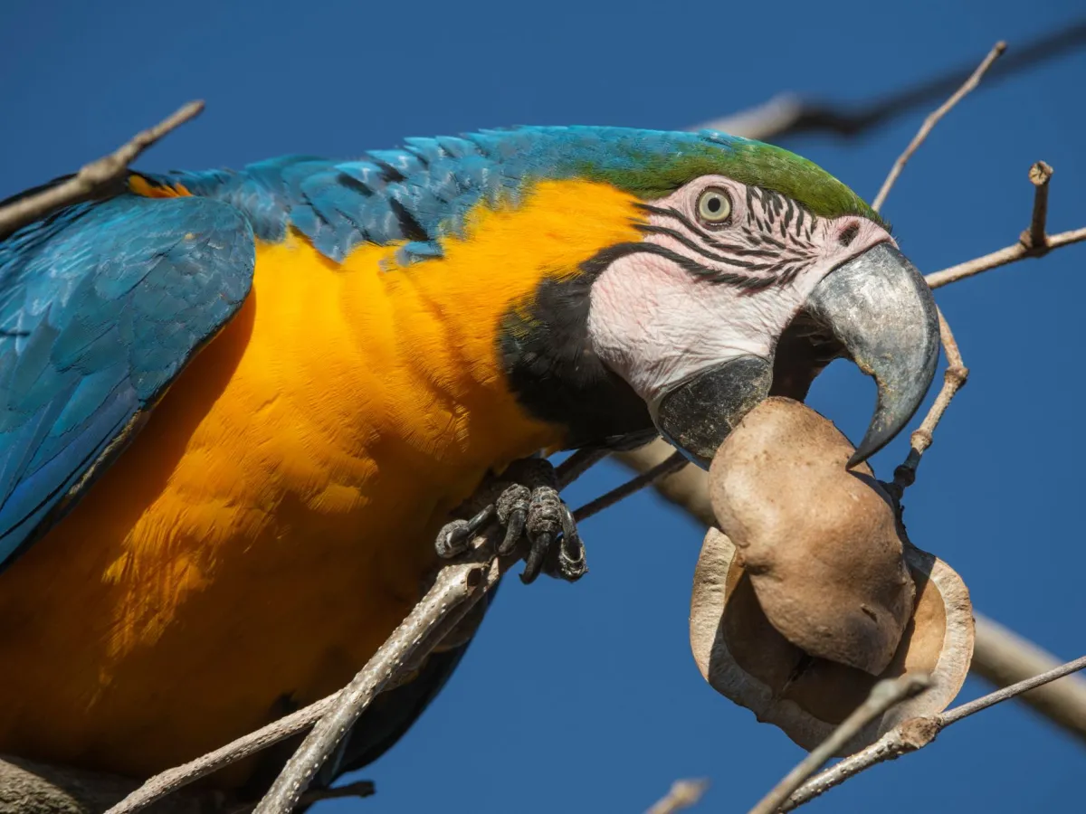 Blue-and-yellow macaw