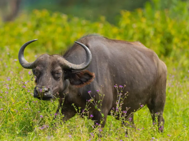 Buffalo
