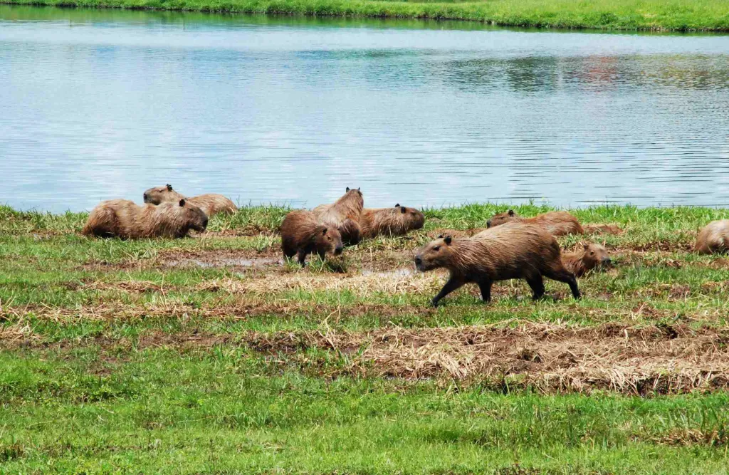 Ultimate Bolivia Wildlife