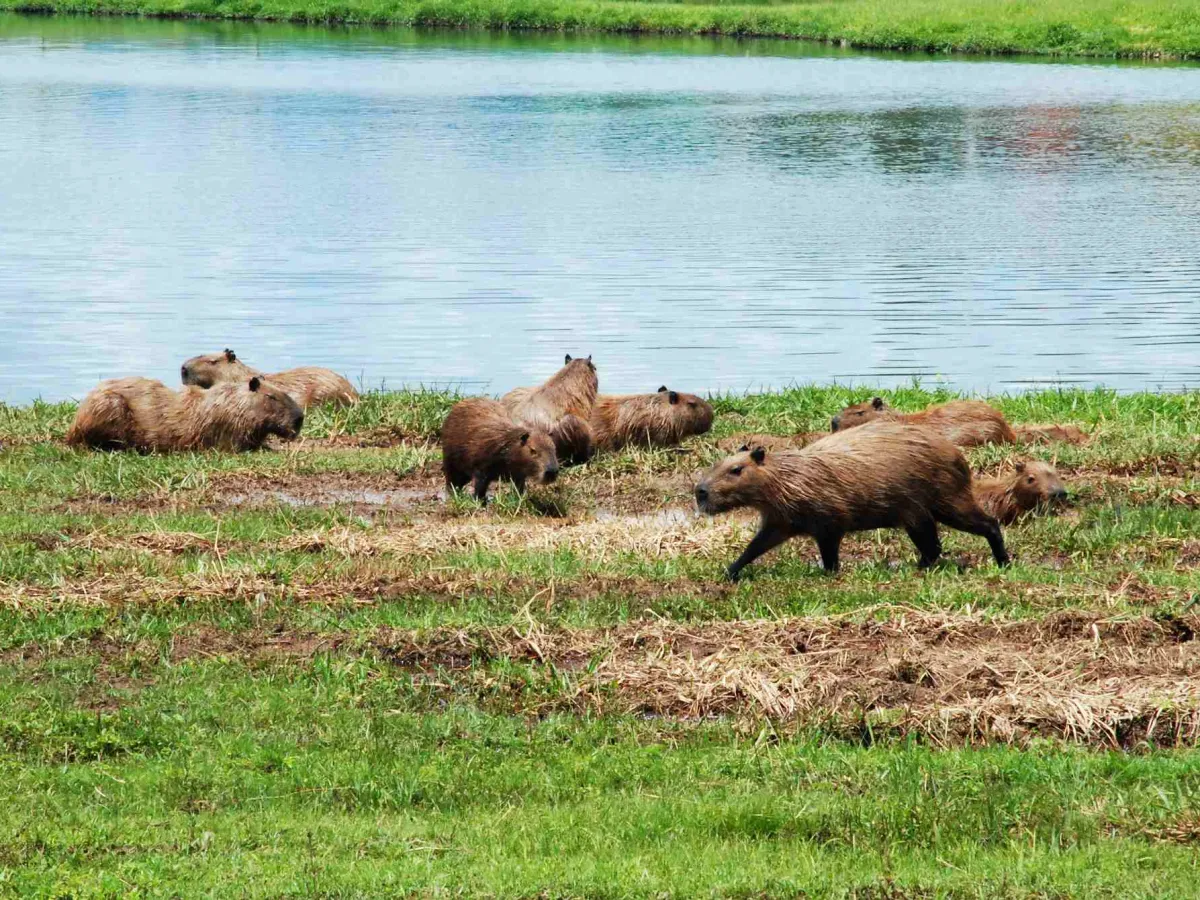 Caiman & capybaras