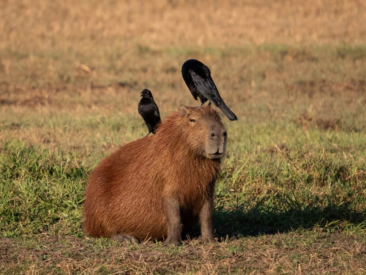 Capybara