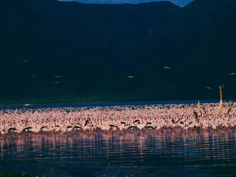 Bird the shoreline