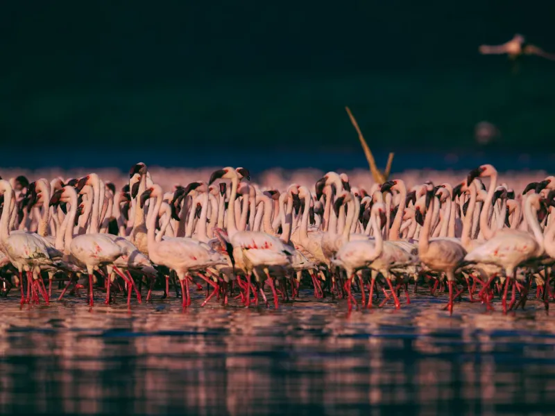 The shallows at dawn, the Soysambu plains beyond.