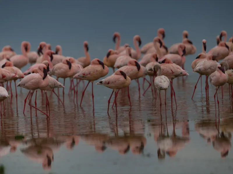 Flamingos and pelicans on the shallow soda lake, the Sleeping Warrior ridge behind.