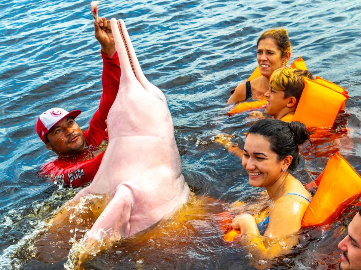 Dolphin boat safari