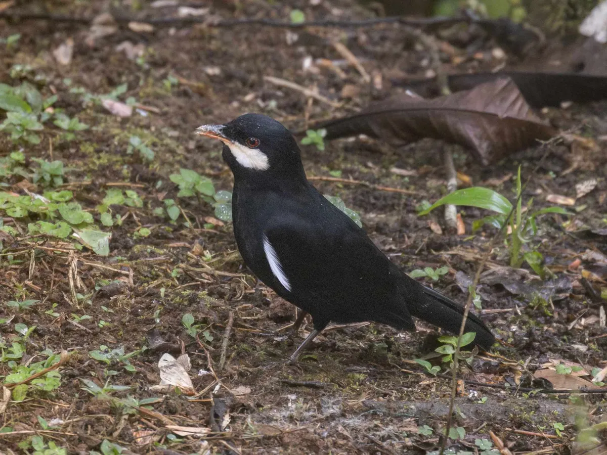 Chocó birding
