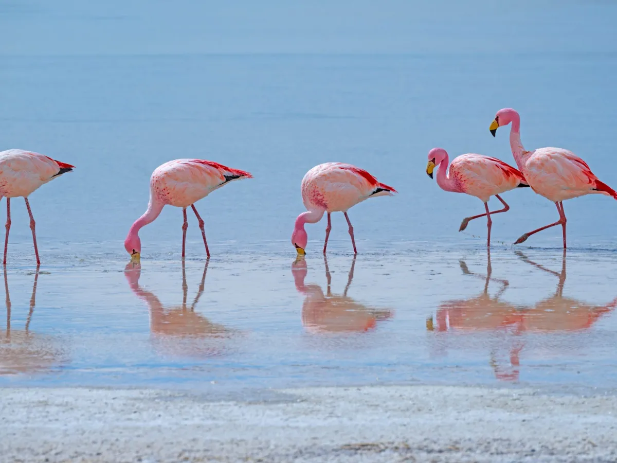 James's flamingo