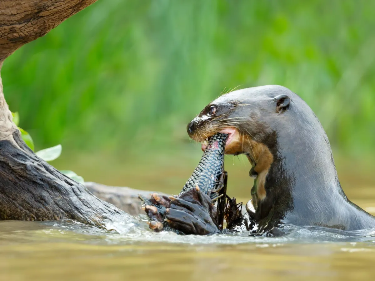 Giant otter