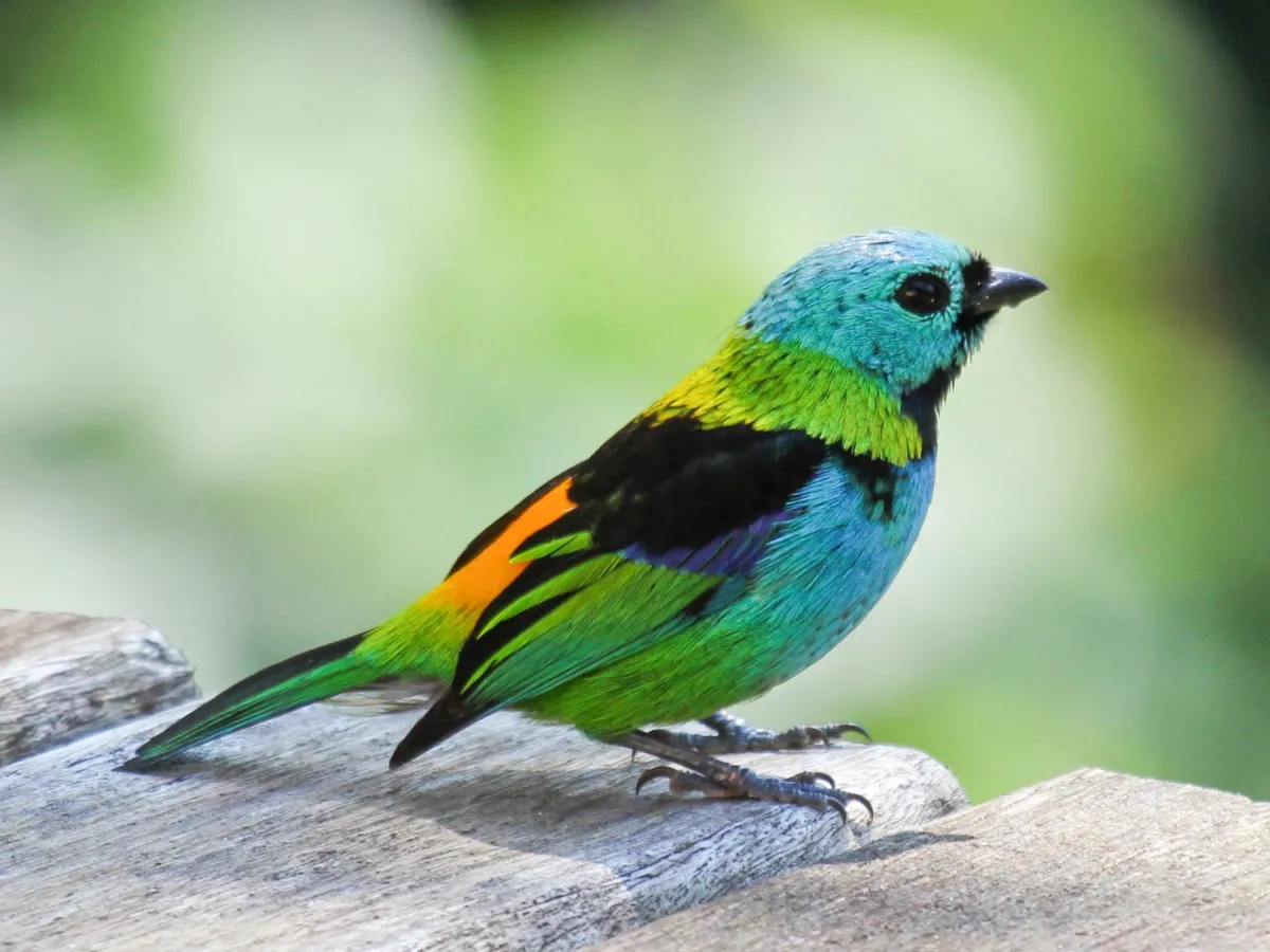 Green-headed tanager