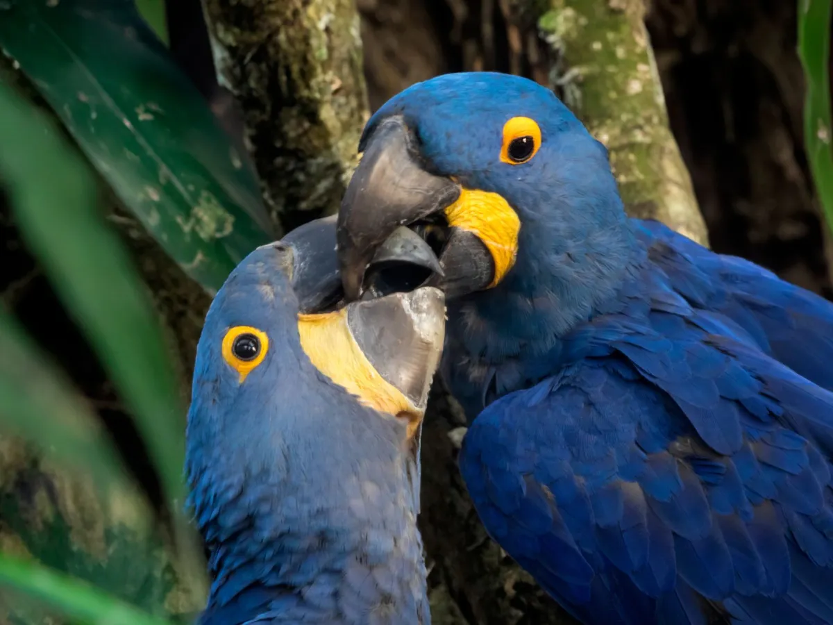 Hyacinth macaws