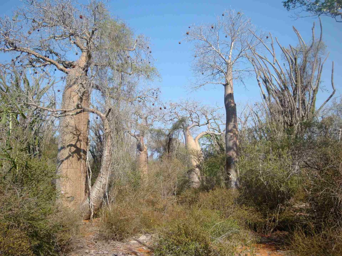 Baobabs and octopus trees of the Ifaty spiny forest.