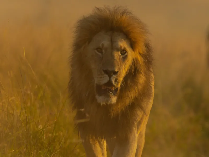 Lion