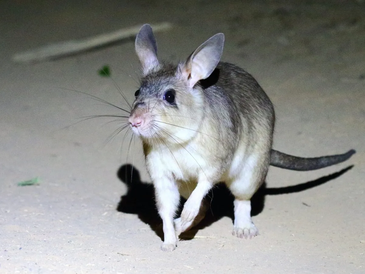 Giant jumping rat