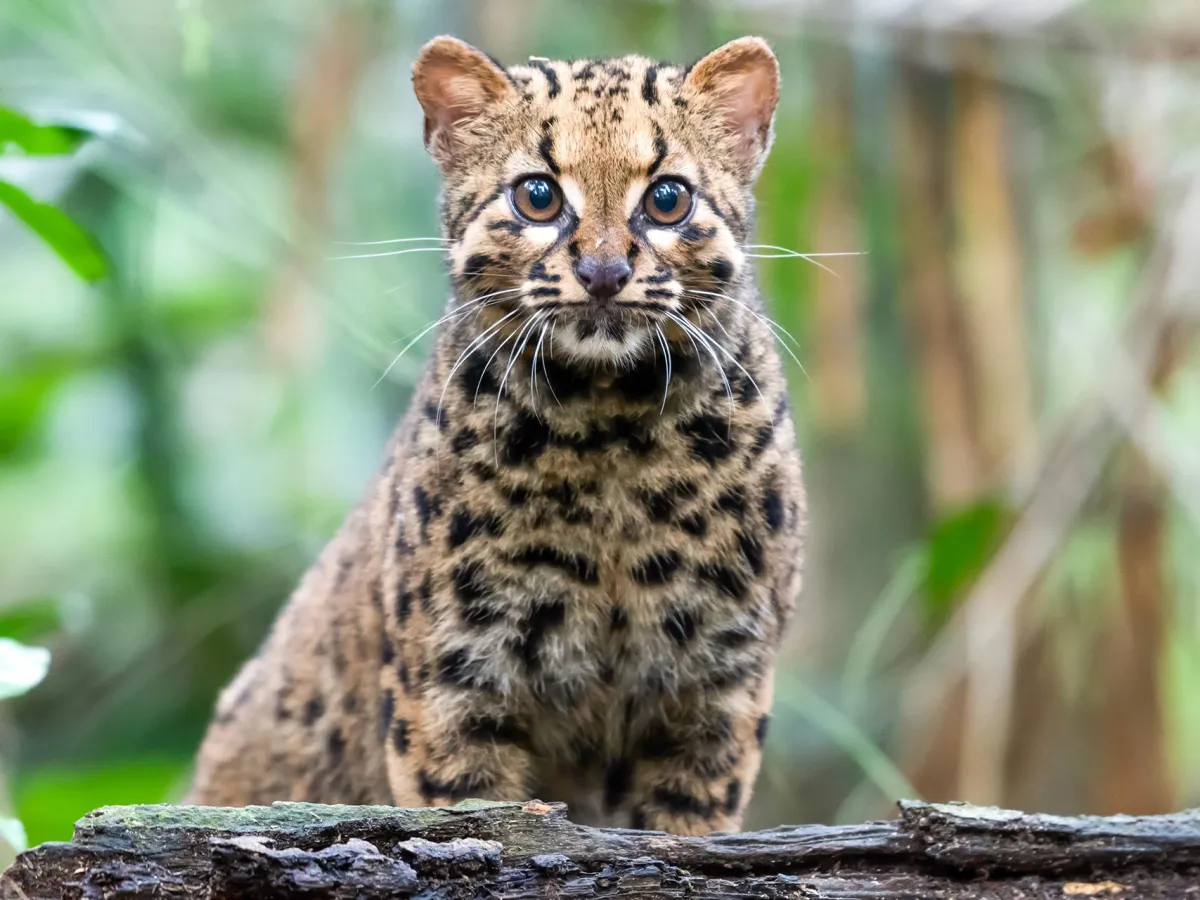 Marbled cat
