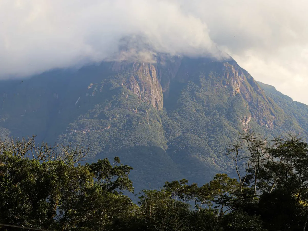 Misty highland Atlantic Forest in the Serra do Mar.