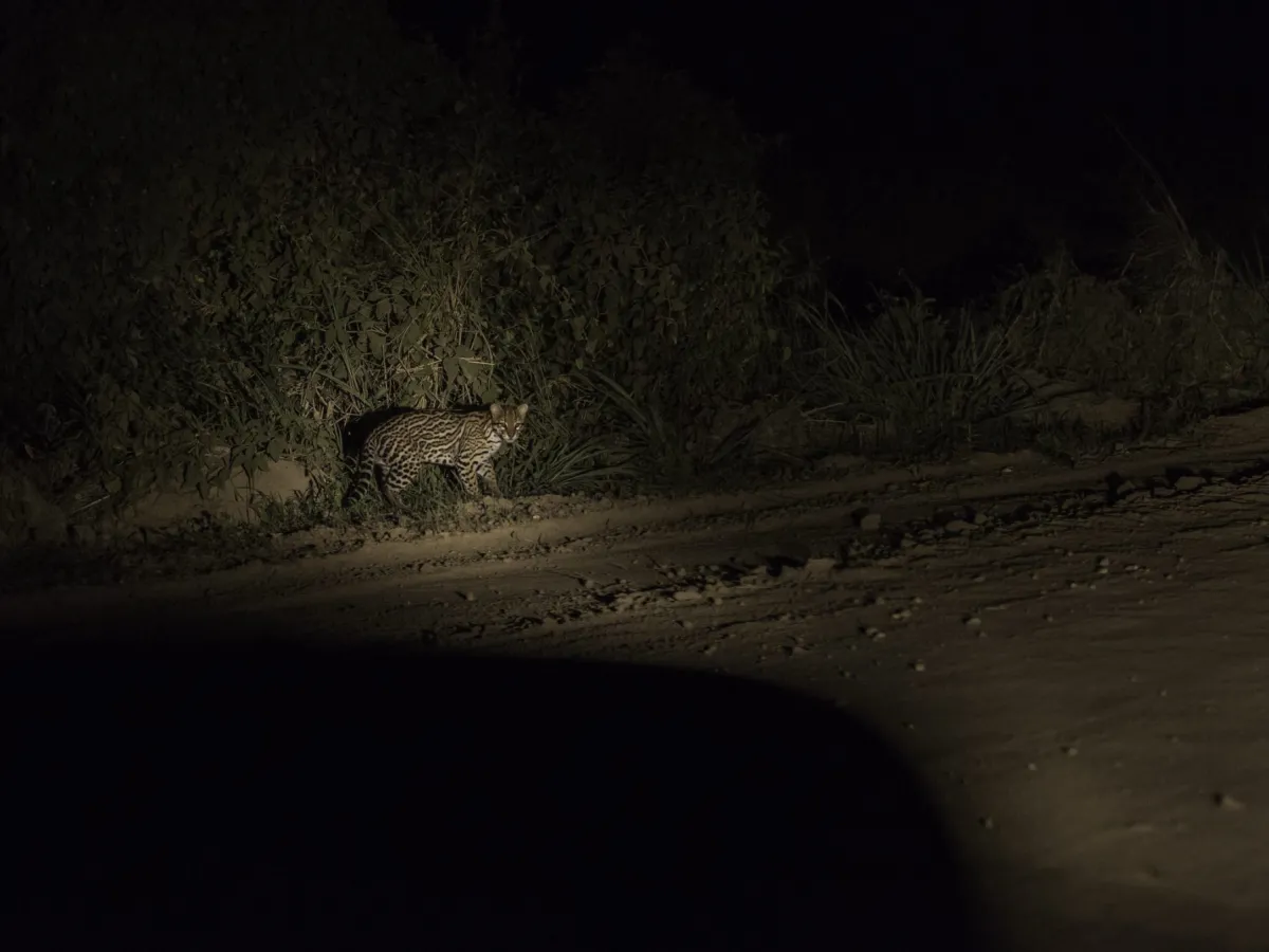 Night safari