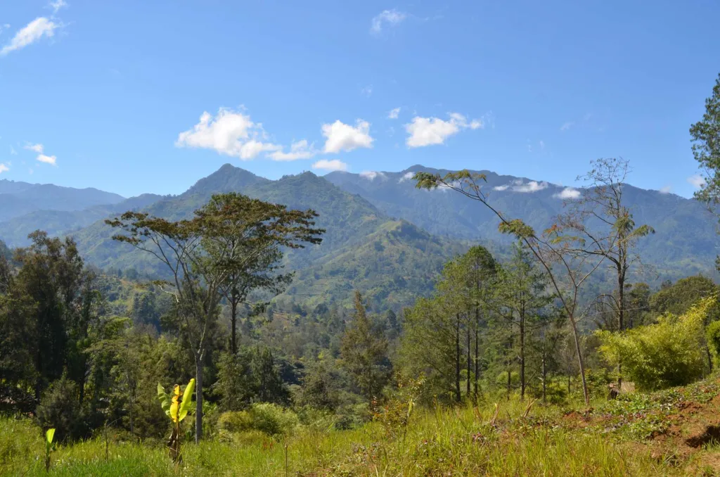 Kiunga Rainforest Birding