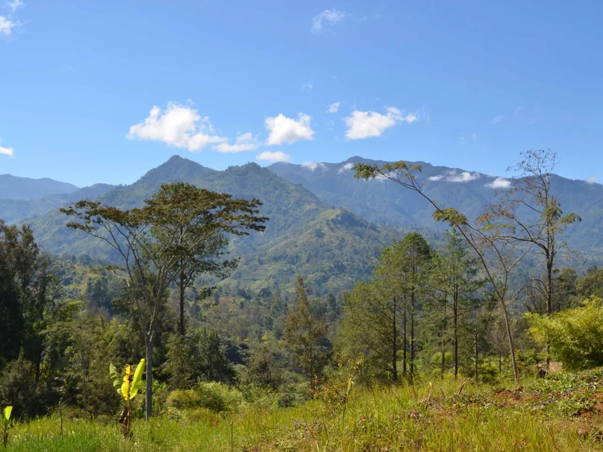 Wet foothill rainforest in the Star Mountains near Tabubil.