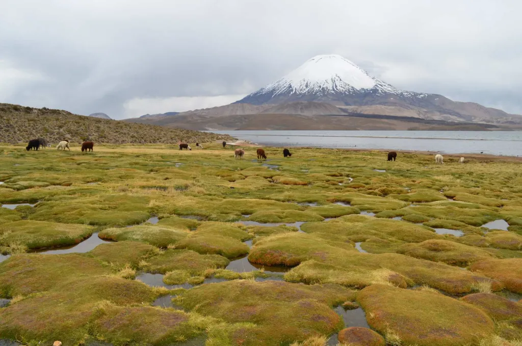 Bolivian Andes Amazon