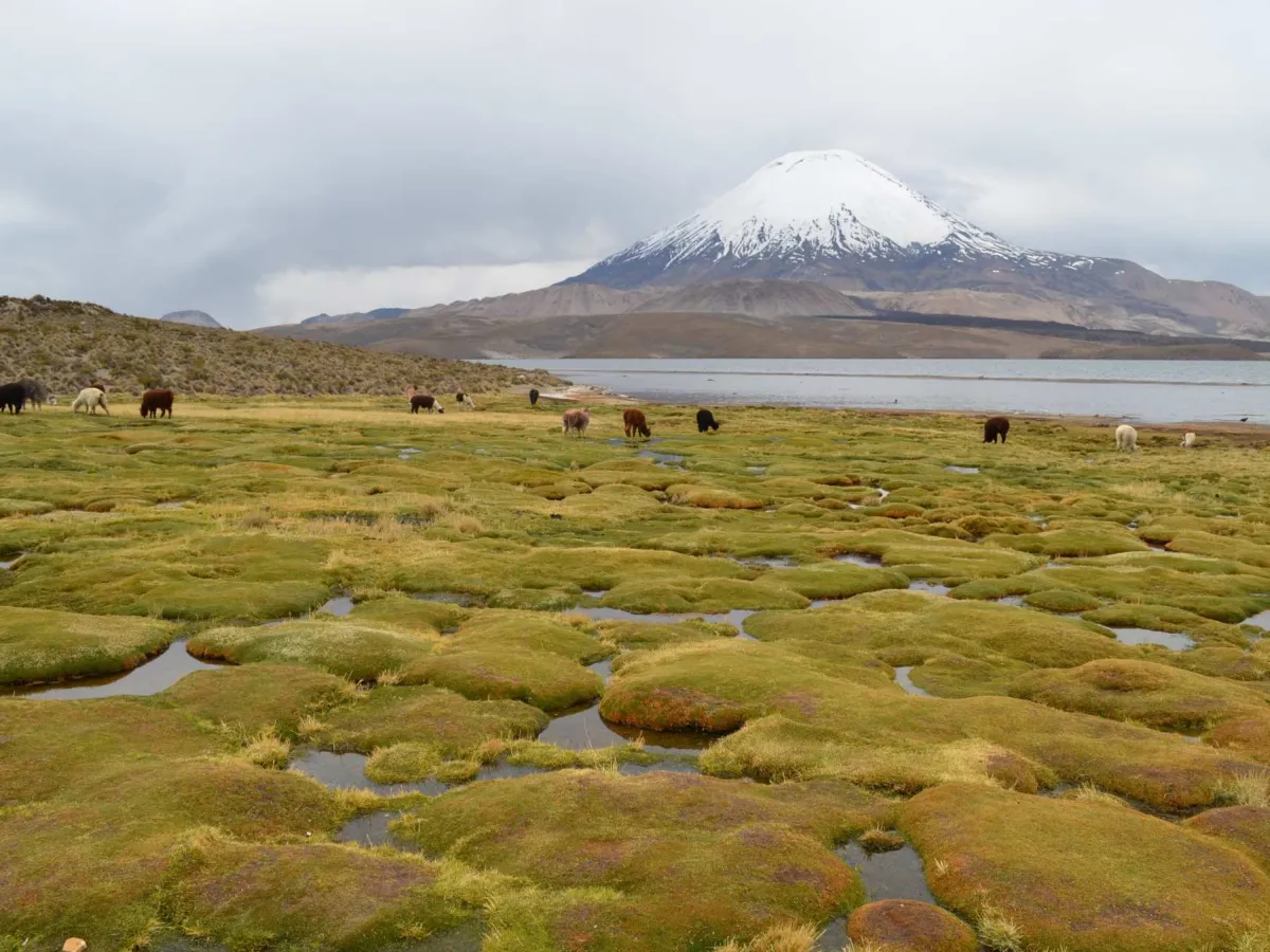 Sajama National Park — high andes.