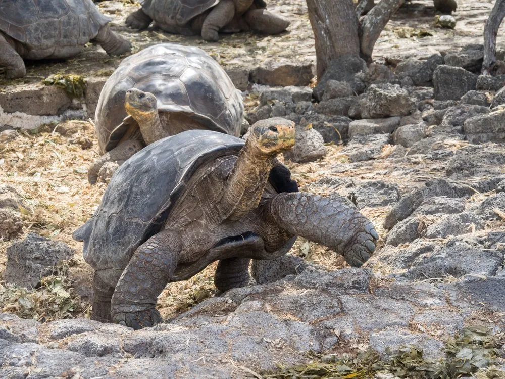 A giant tortoise in the Santa Cruz highlands.